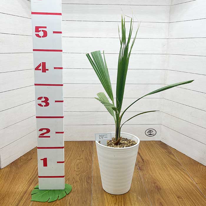 ワシントンヤシ フィリフェラ ワシントニア・フィリフェラ